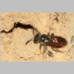 Sphecodes pellucidus - Blutbiene w001b 6-7mm - Sandgrube Niedringhaussee-det.jpg